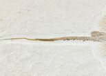 Rare, Fossil Stingray (Heliobatis) - Wyoming #107466-2